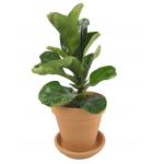 Vioolbladplant Ficus lyrata bambino XS kamerplant in terracotta bloempot